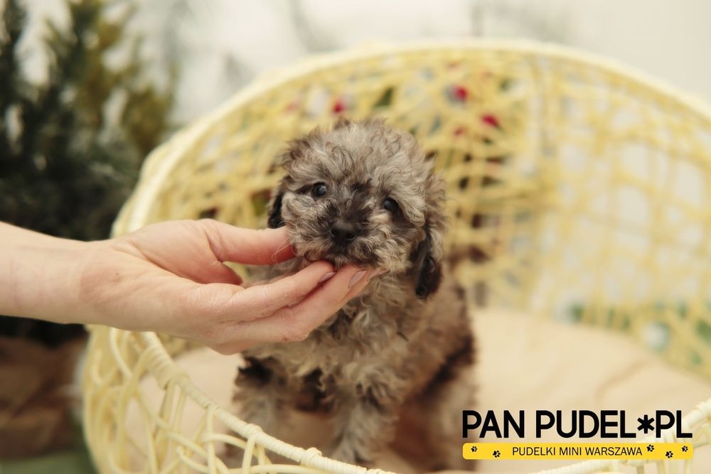 Pudel Toy Unikalna Suczka Czarna Merle Black Merle Już Odbiór