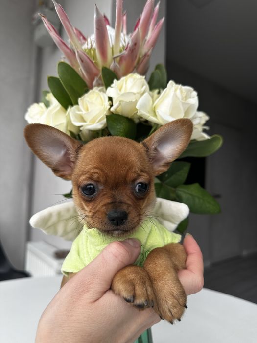 Міні красуня супер чіхуахуа
