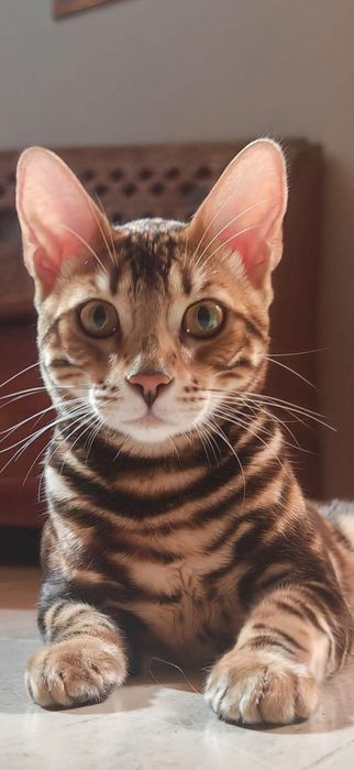 Gatinho  Bengal Marbale exótico