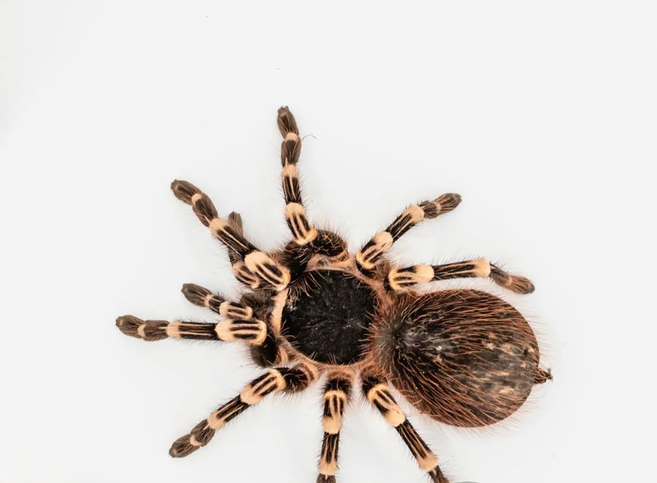 Acanthoscurria geniculata – Ptasznik brazylijski białokolanowy samica 2,5DC