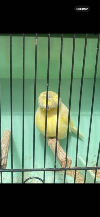 Canários mosaicos amarelos, Glosters, frisados do Norte, para venda