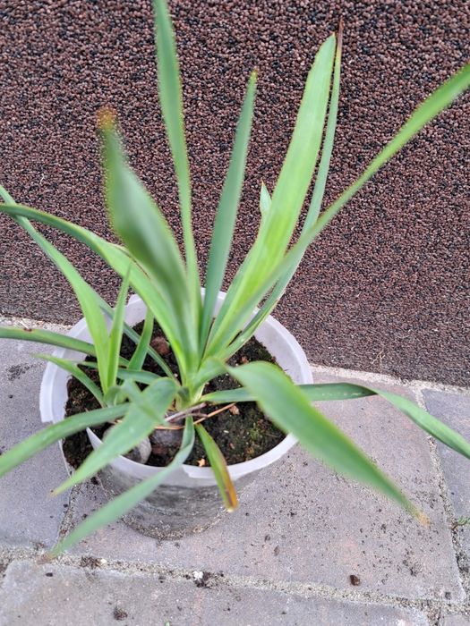 Sprzedam Juki Ogrodowe