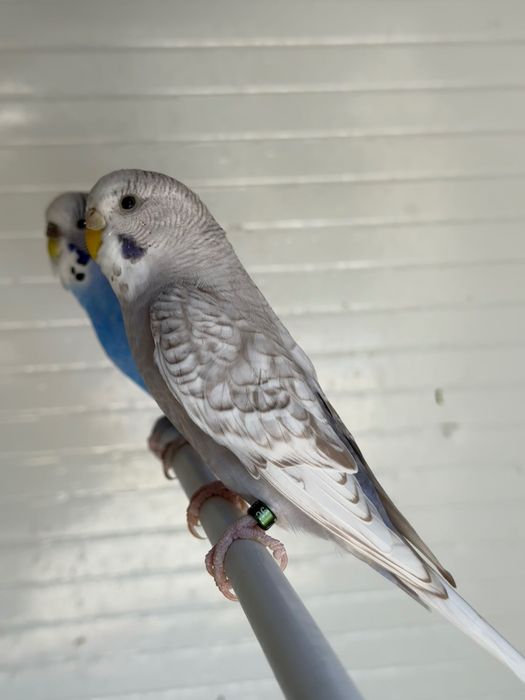 Periquitos Spangle