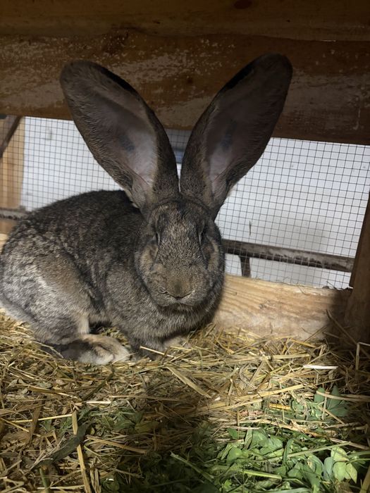 Zwierzęta hodowlane