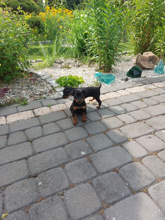 Pińczer miniaturowy