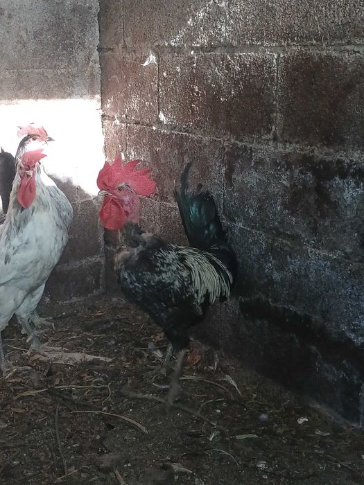 Galos em lousada