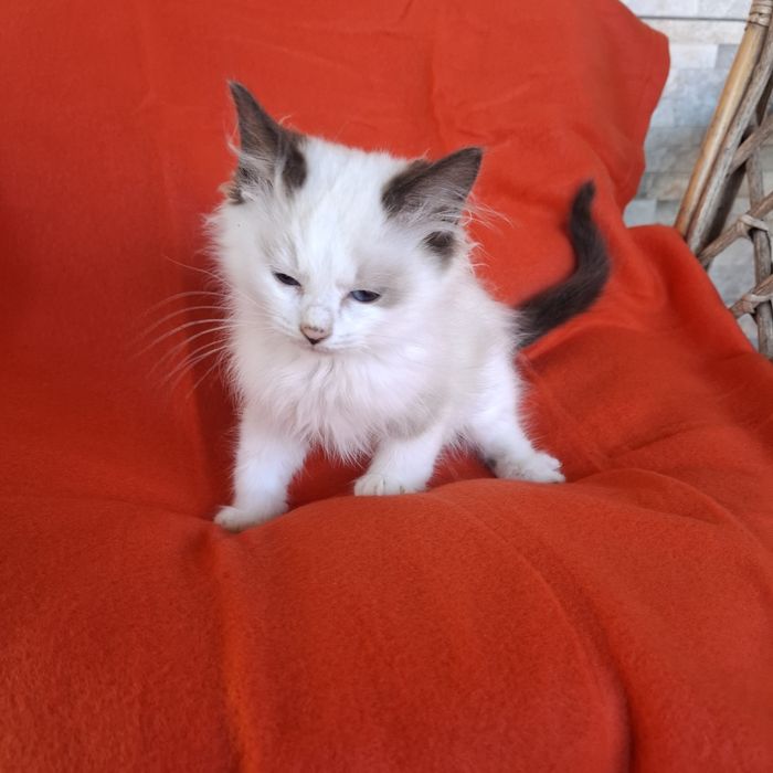 Ragdoll kotka rodowód +wyprawka