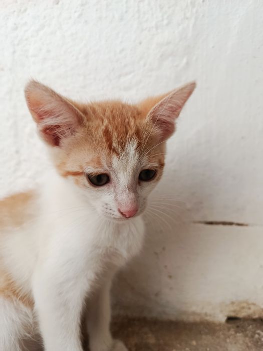 Gatinha bebé para adoção