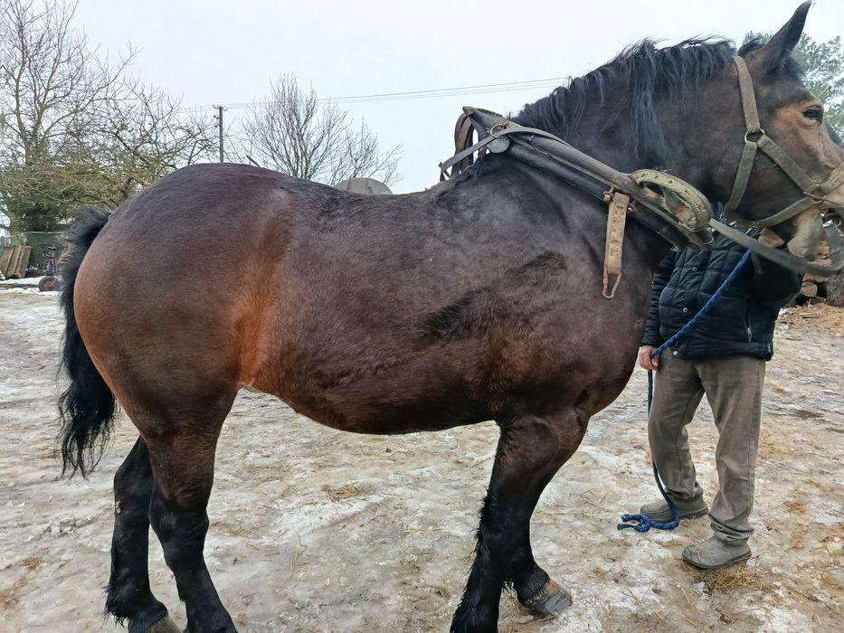 Sprzedam klacz źrebną