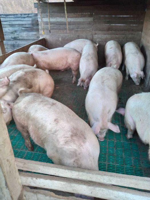 Продам свиней живою вагою 180-210 кг