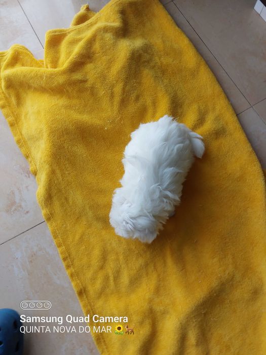 Bichon Maltês. Mini. Menino Perfeição!
