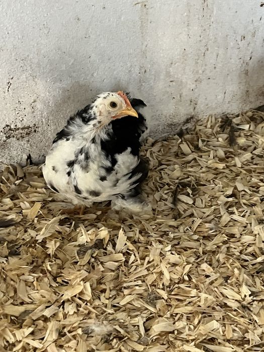 Pekin black mottled Pintos