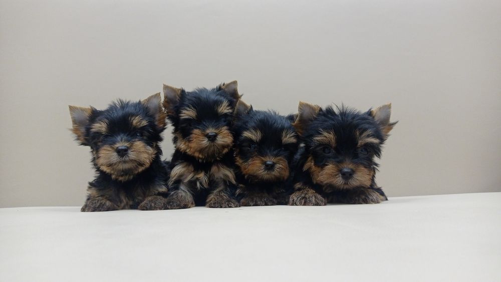 Микро Девочки Мальчики Йорки