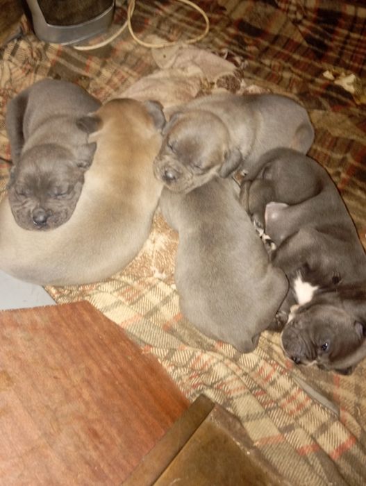 Канэ-Корсо 2 Марта