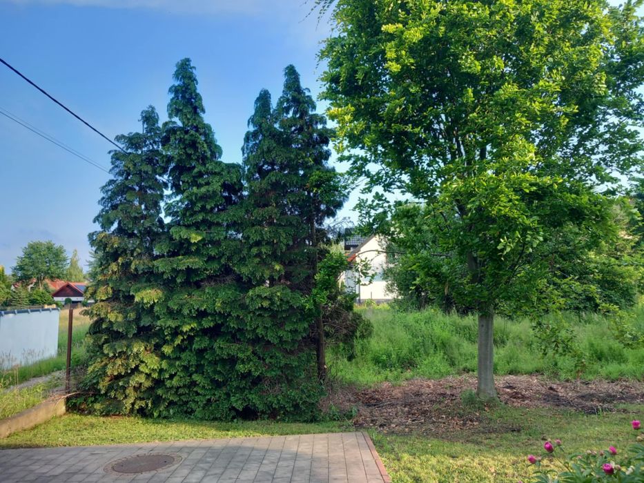 Wycinka, Pielęgnacja Ogrodów, TRANSPORT