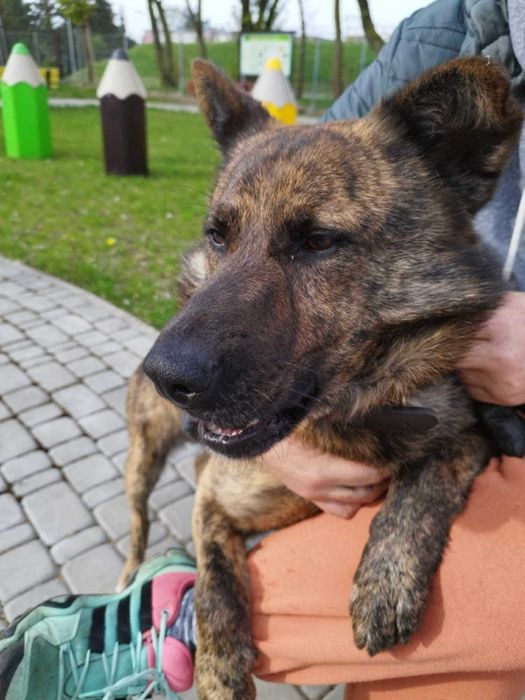 Bruno do adopcji