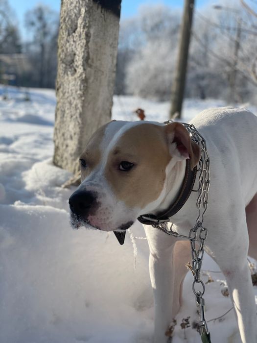 Вʼязка собаки  Рівне