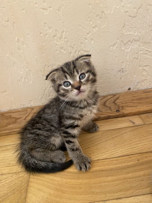 Шотландські висловухі кошенята