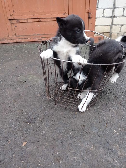 Лайка Русско-Европейська