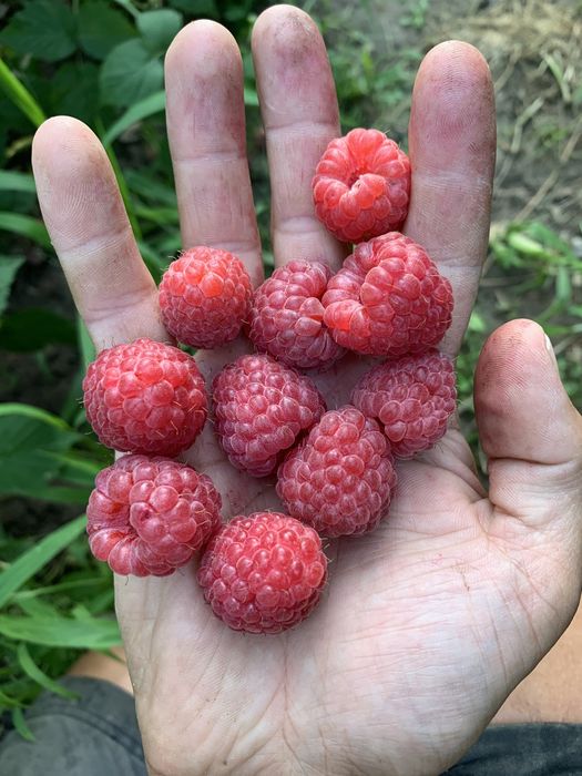 Саджанці малина Октавія (октавіа)