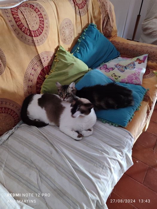 Pet Sitting & Reiki 4 Pets em Viseu