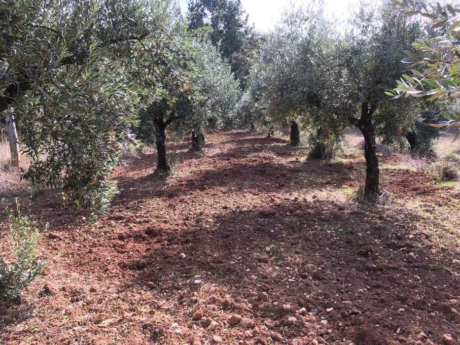 Terreno rústico com olival e pinhal