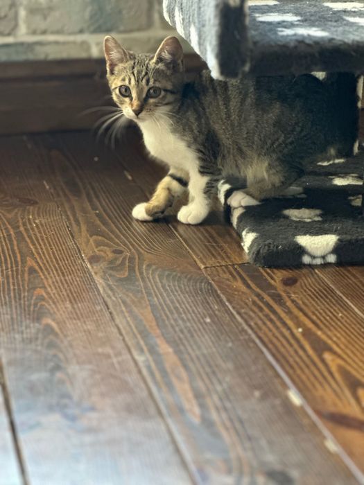 Котенок, кошечка  , 2,5 месяцев, ищет дом! Котята…отдам