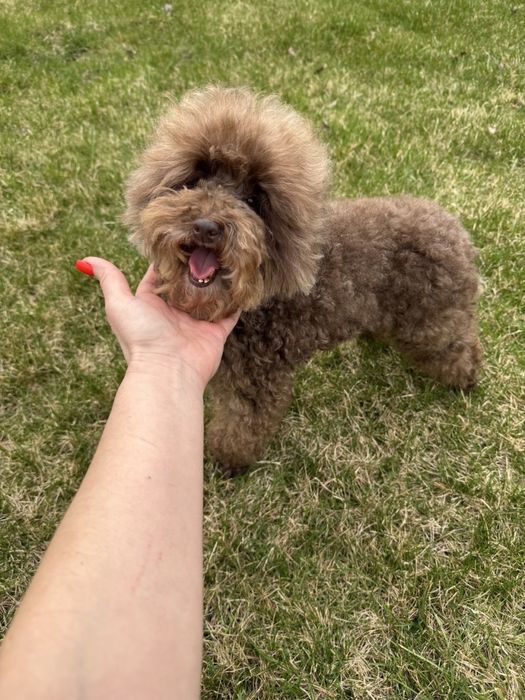 Продаєтся в надійні руки!