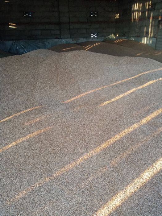 Zboże Pszenżyto żyto owies !!!