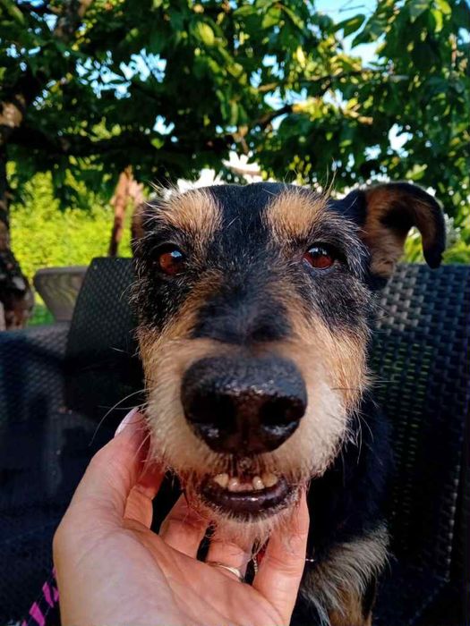 Sznaucerkowaty Pikuś pilnie potrzebuje domku