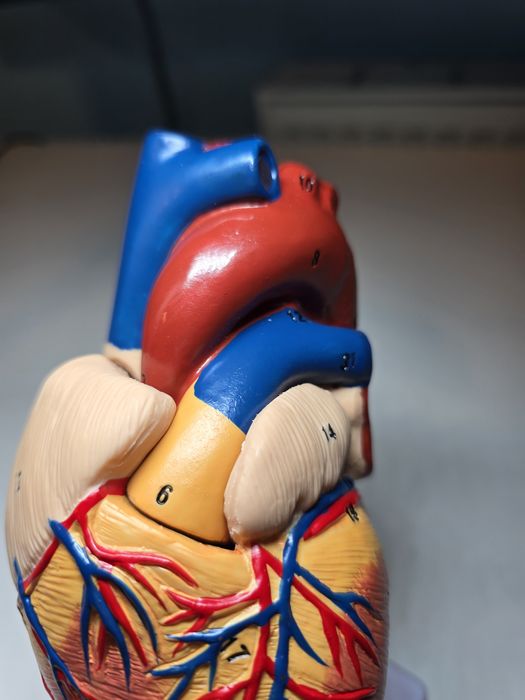 1:1 Anatomiczny Model Ludzkiego Serca