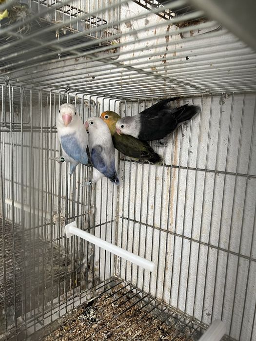 Agapornis fischers