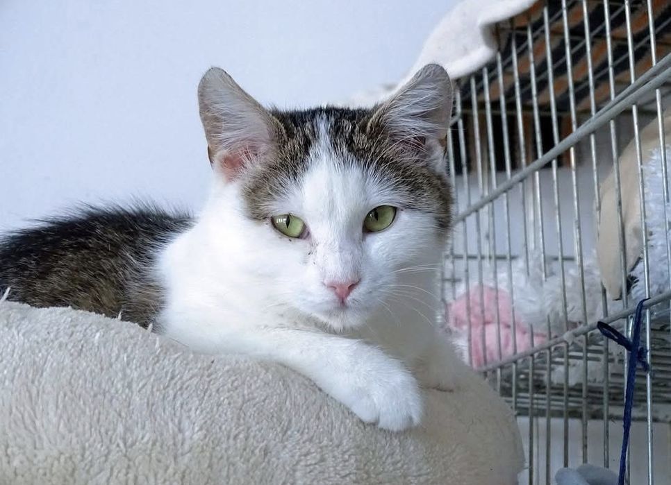 5 miesìęczny kociak szuka domu