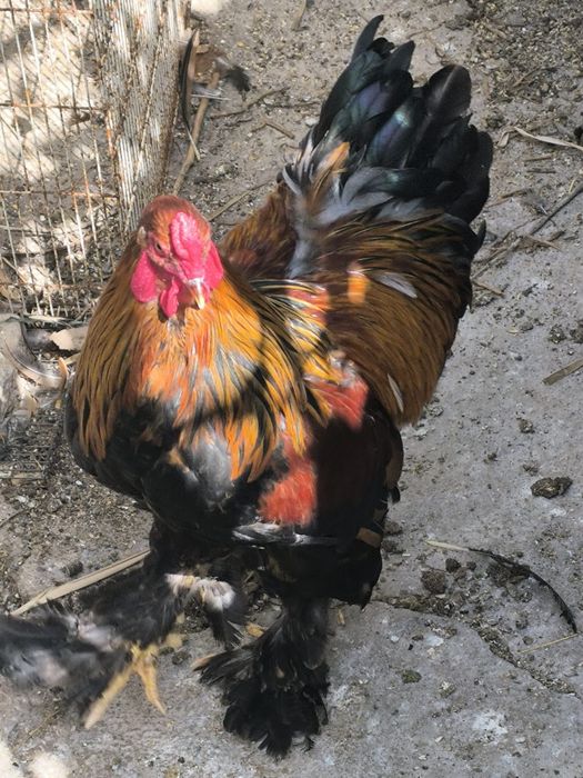 Galo Brahma Prediz