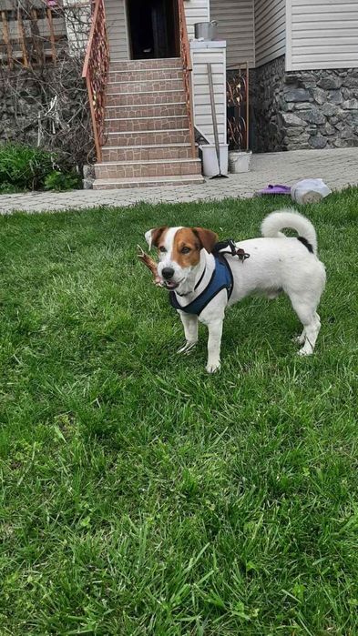 Вязка Джек Рассела Терьер случка