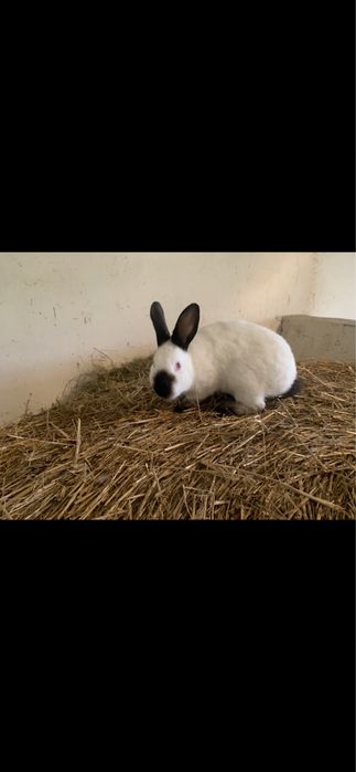 Króliki samce/samice 2025