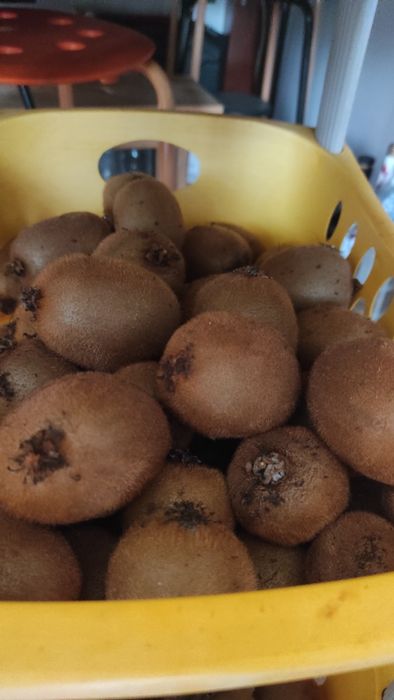 Vendo kiwis caseiro