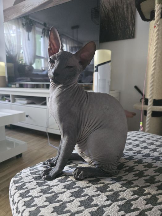 WCF DON Sphynx kotek