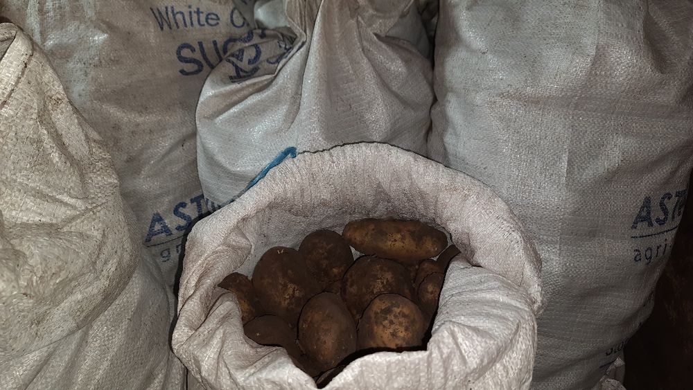 Продам велику картоплю. м.Новоград-Волинский