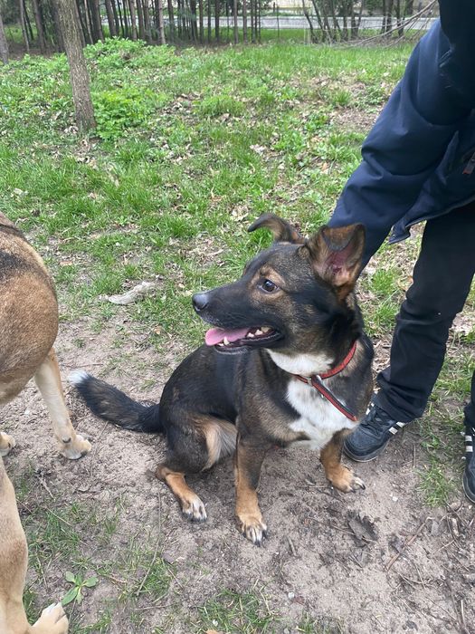 Пес Гаюн шукає дім