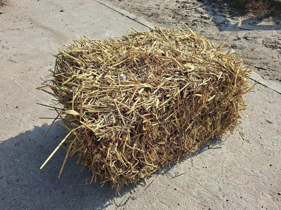 Słoma pszenna w kostkach – tegoroczna
