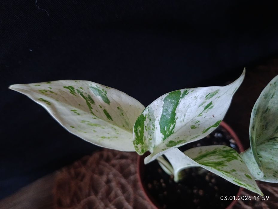 Епіпремнум "Snow Leopard"