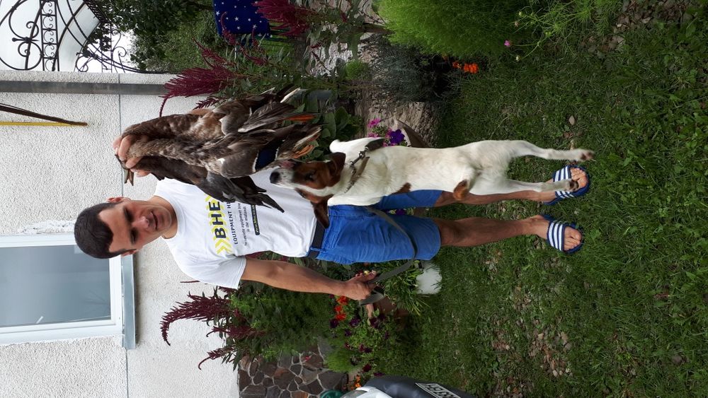 Вязка.Гладкошерстний фокстерєр 6 роки.