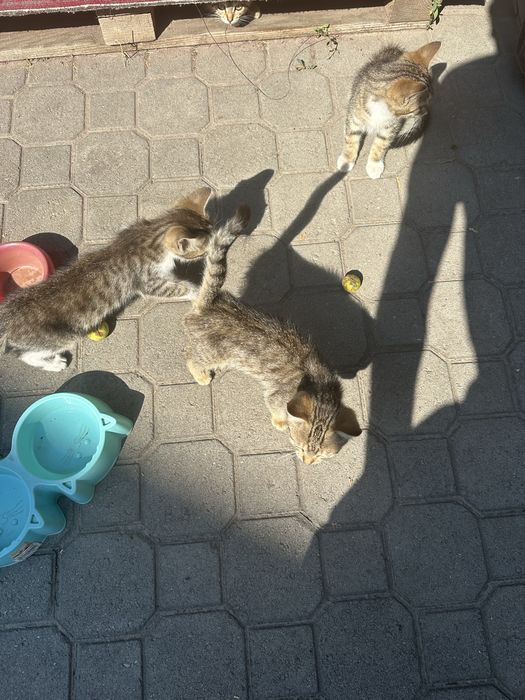 Отдам котят в хорошие руки