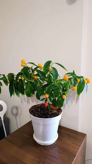 Мандарин Міні/ Кумкват Цитрус висота  42  см. Кімнатна рослина.