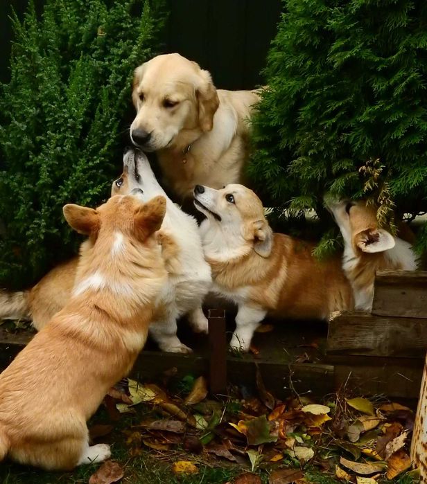 Цуценята коргі від титулованих виробників.