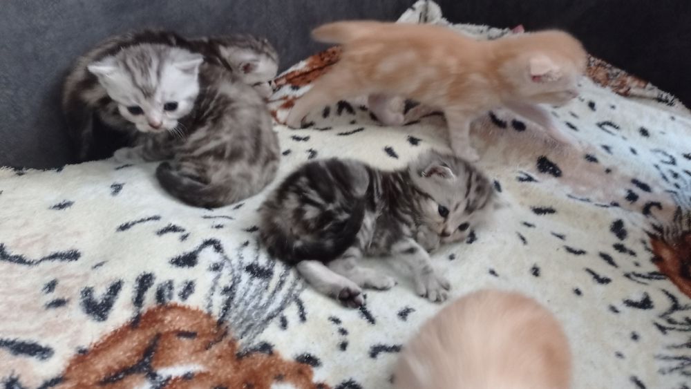 Шотландські кошенята