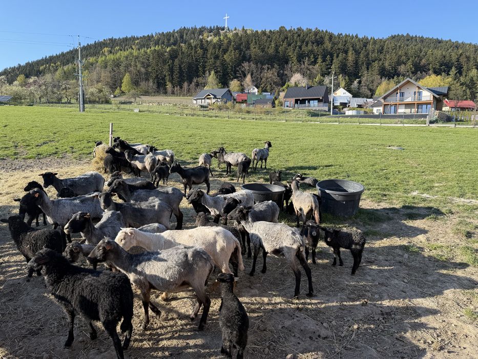 Sprzedam stado owiec rasa wrzosówka