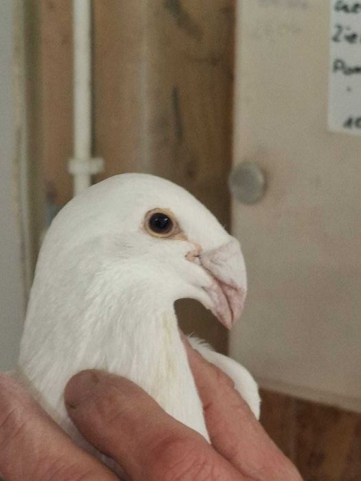 Sprzedam gołębie rzeszowskie