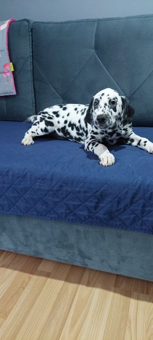 Dalmatyńczyk- samiec